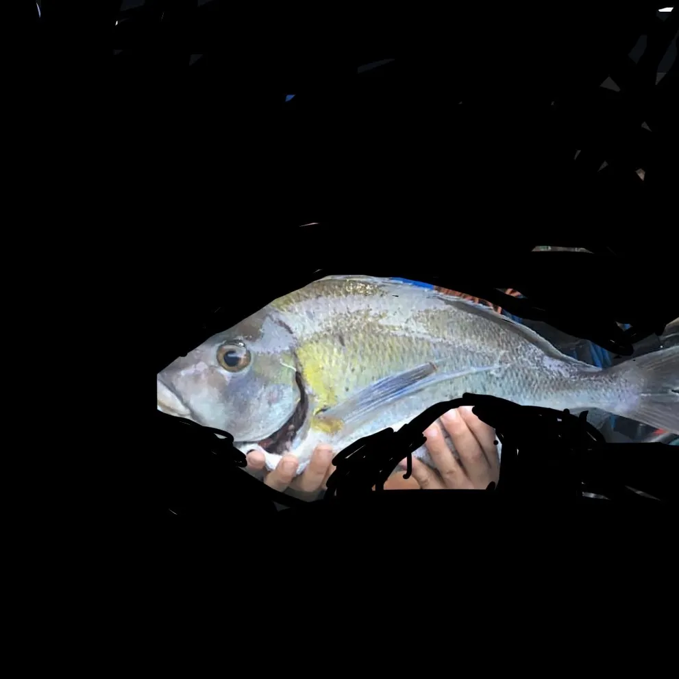 Fish caught on Fishbrain