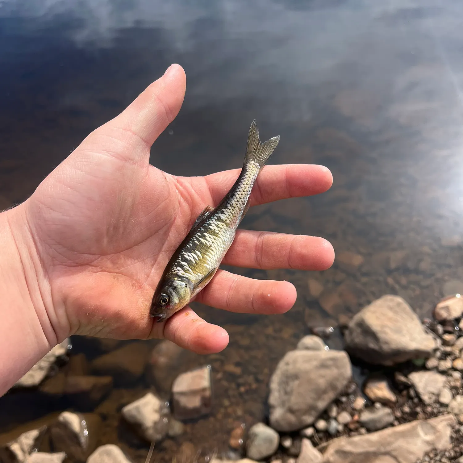 Common shiner caught on Fishbrain