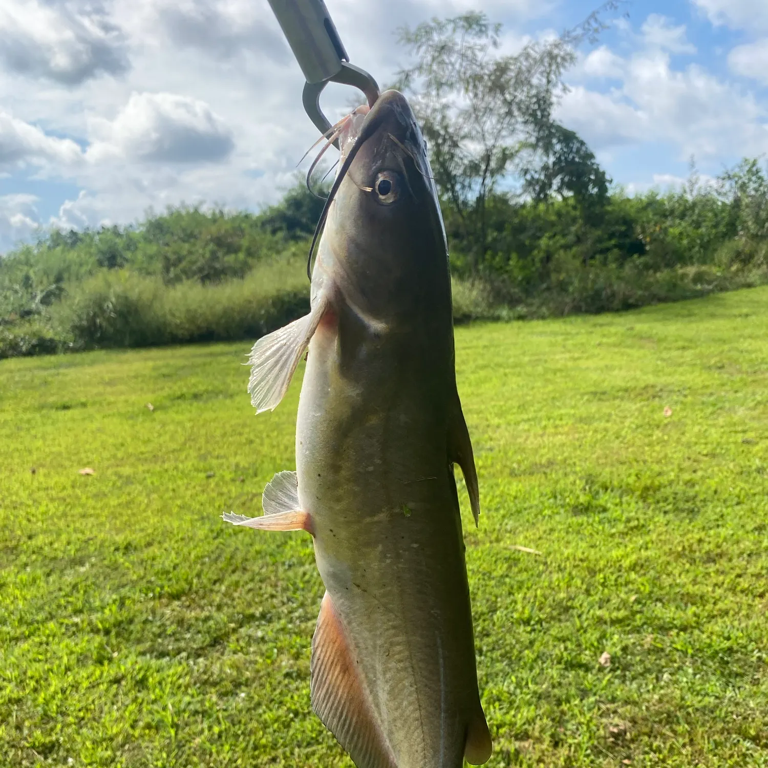 Channel catfish caught on Fishbrain