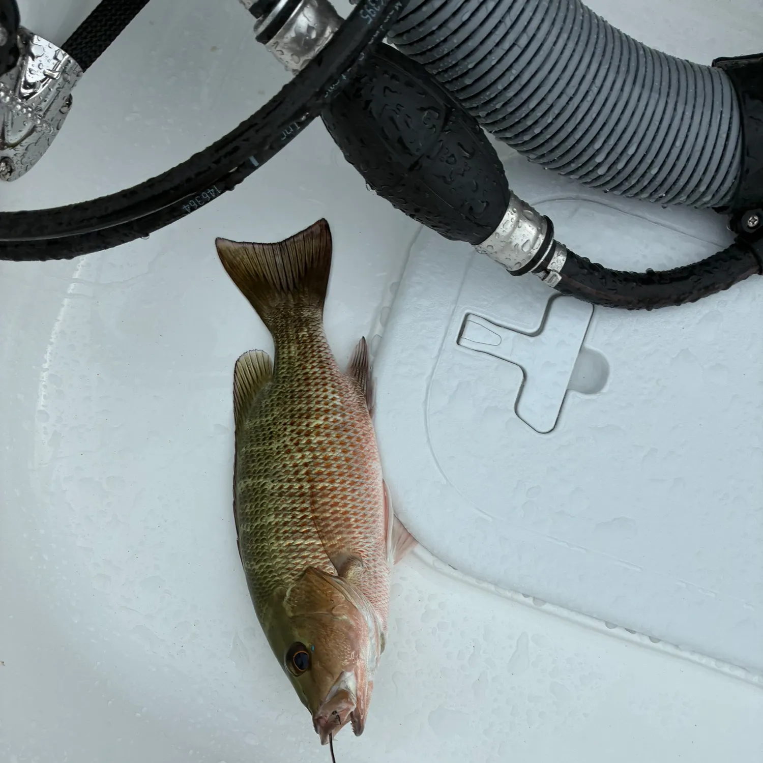Mangrove snapper caught on Fishbrain