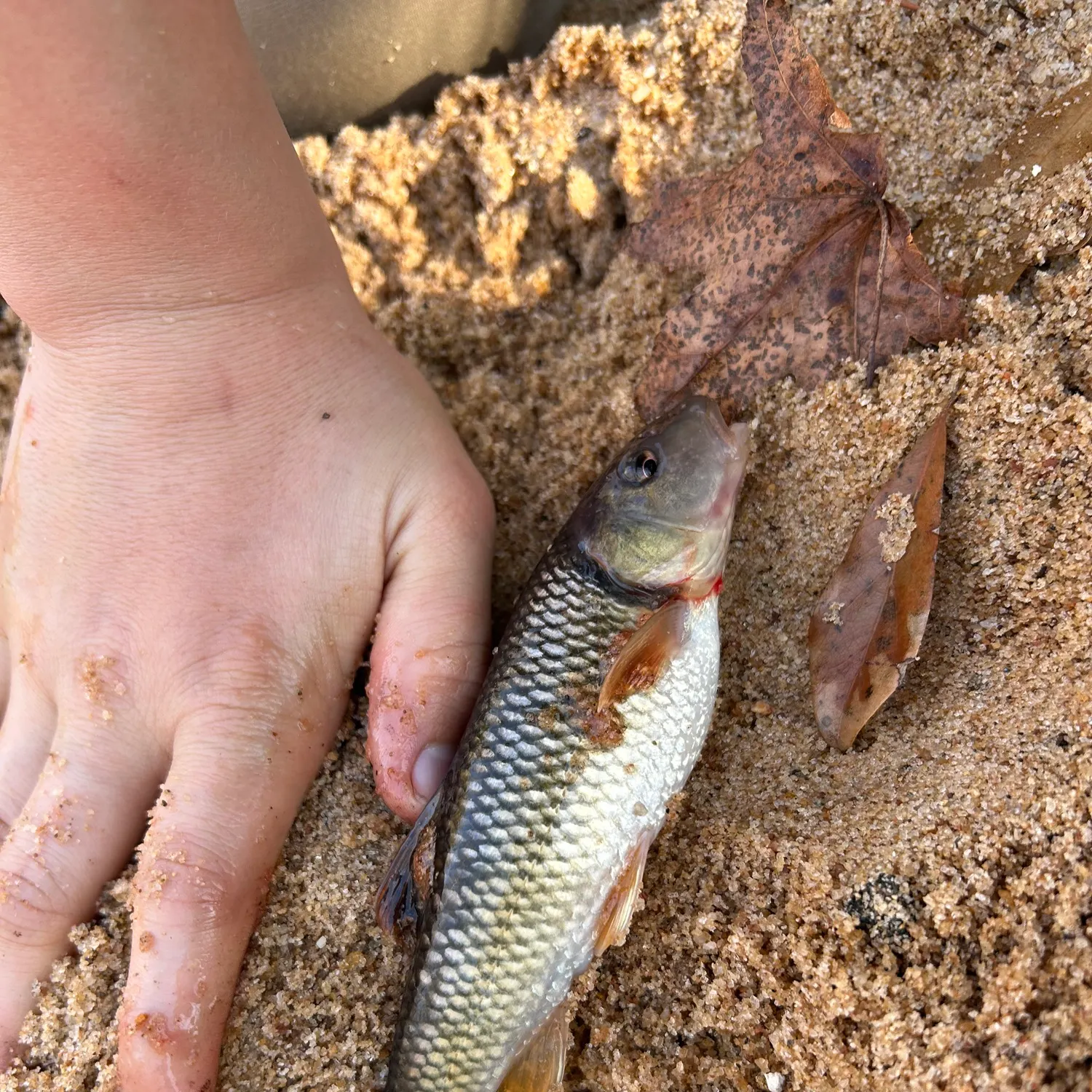The most recent Bluehead chub catches on Fishbrain