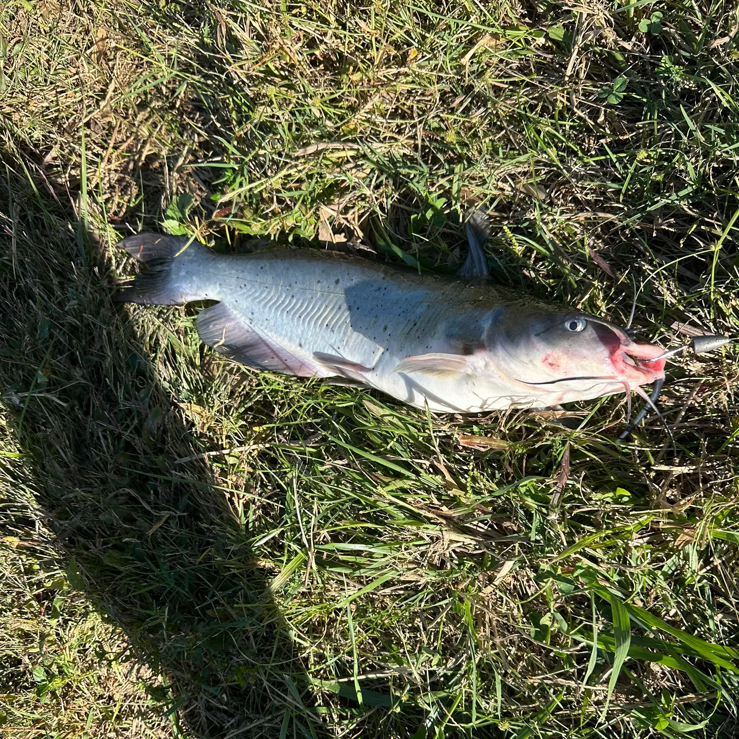 Channel catfish caught on Fishbrain