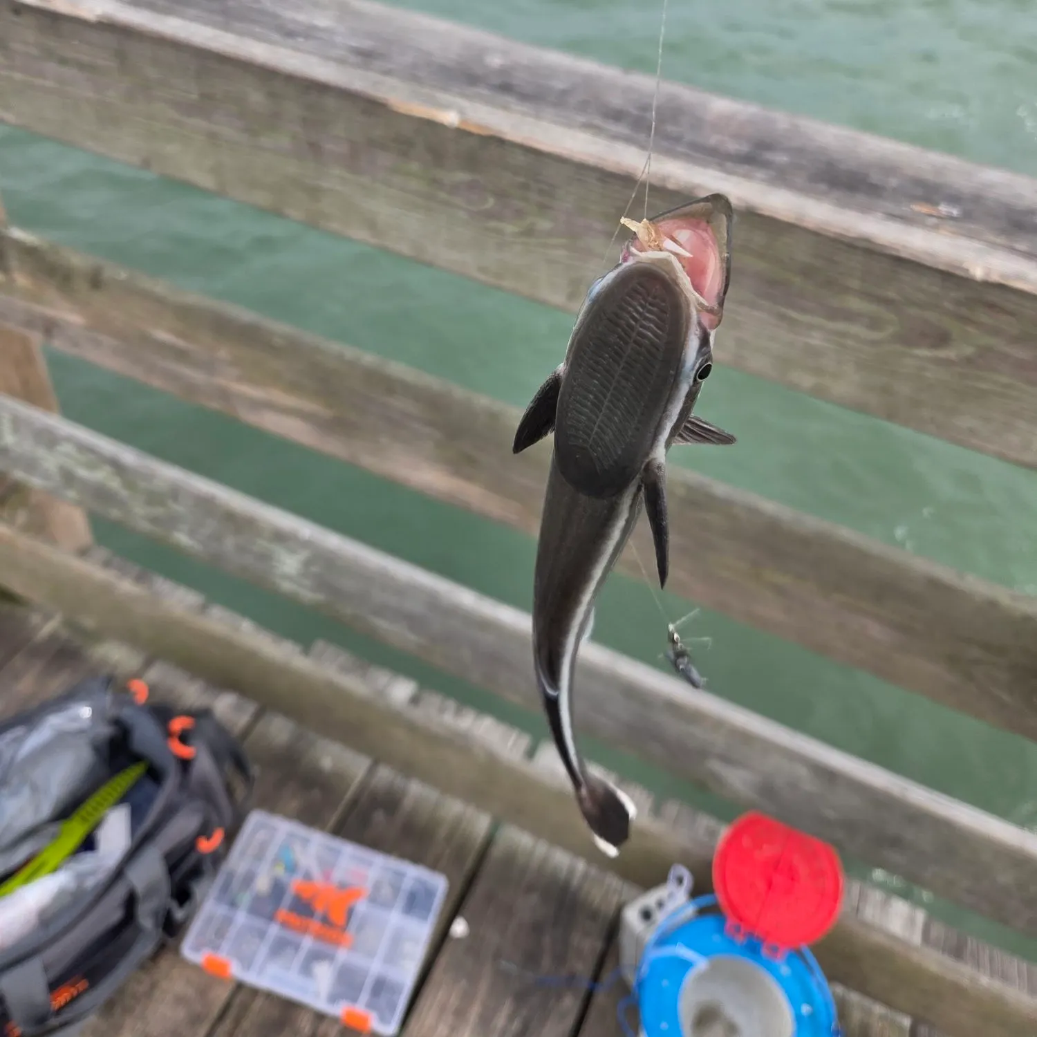 The most recent Marlin sucker catches on Fishbrain