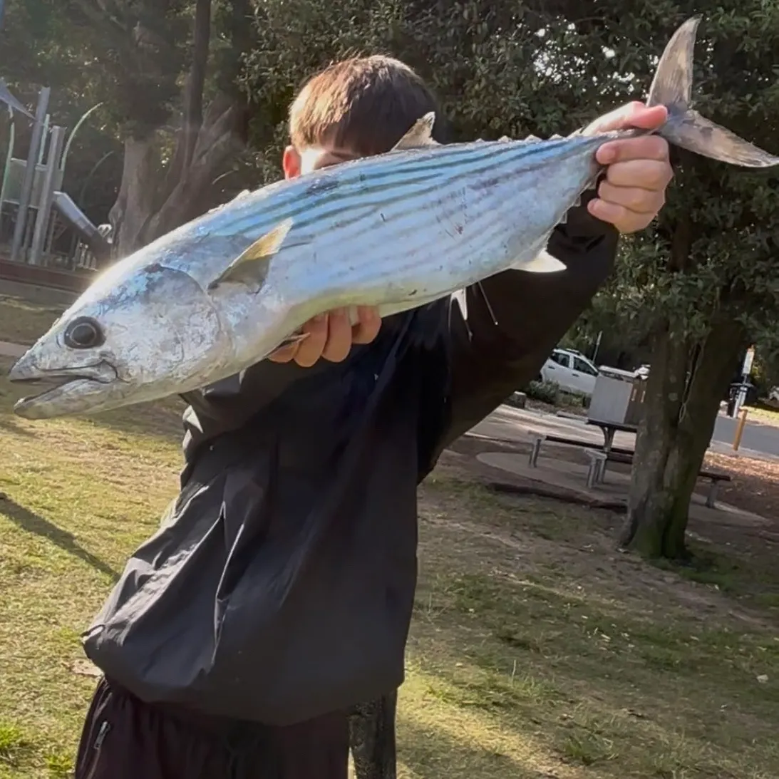 The most recent Australian bonito catches on Fishbrain