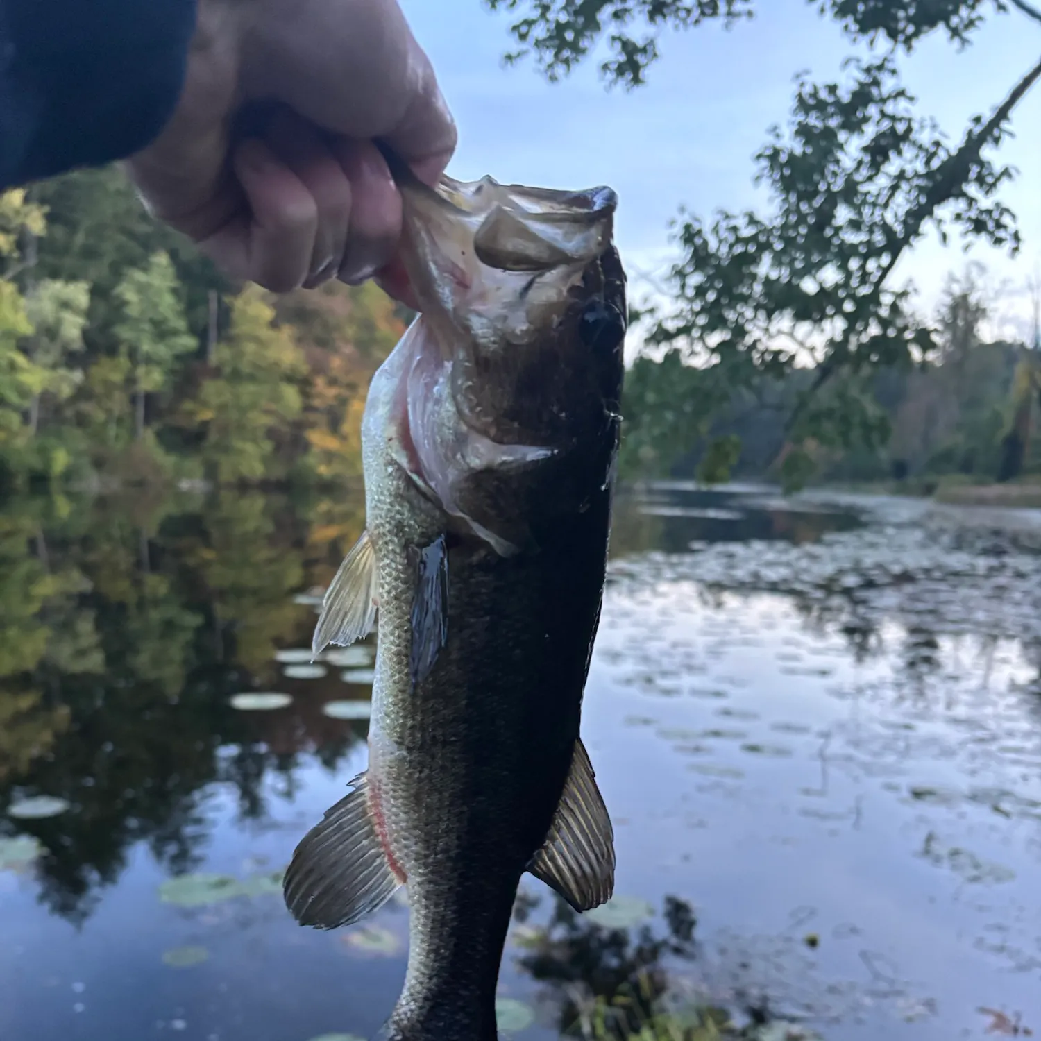 Largemouth bass caught on Fishbrain