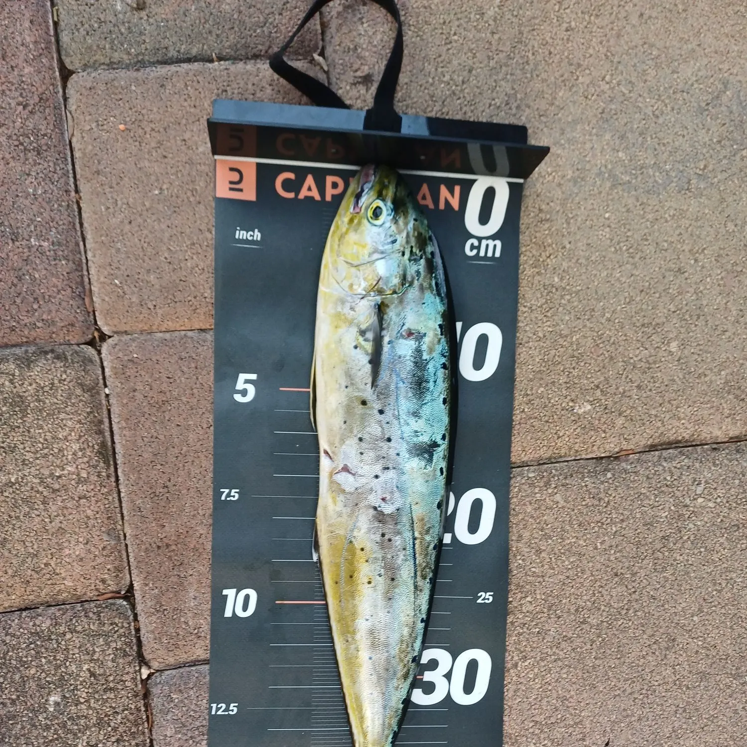 Common dolphinfish caught on Fishbrain