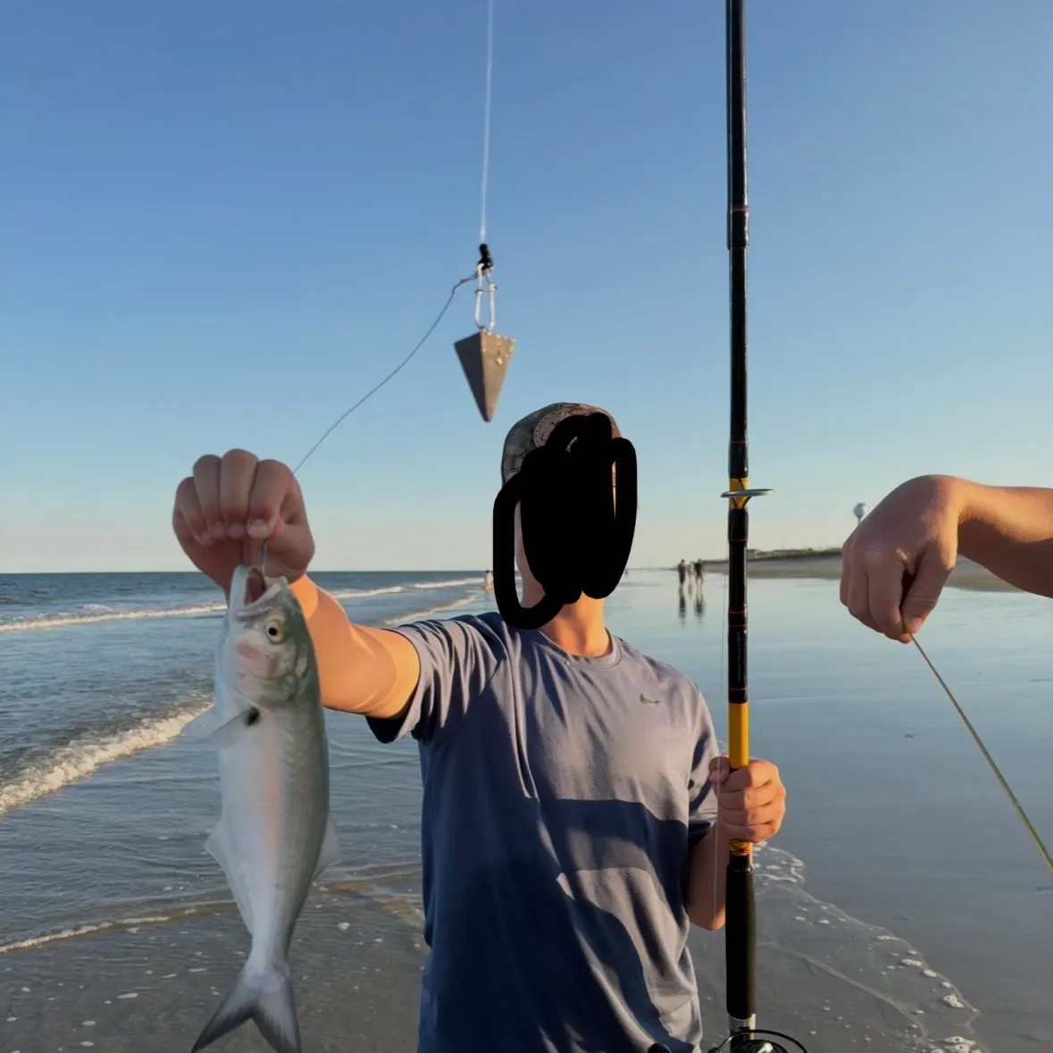 Bluefish caught on Fishbrain