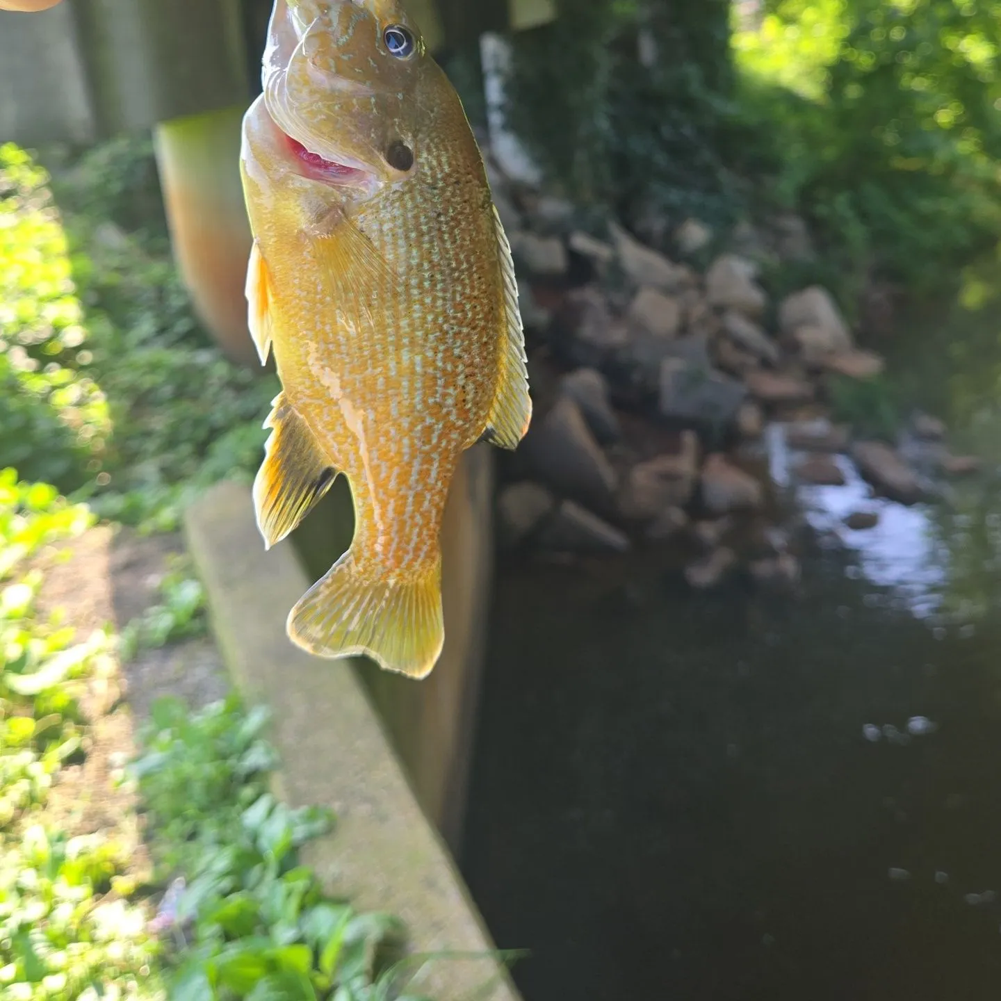 Green sunfish caught on Fishbrain