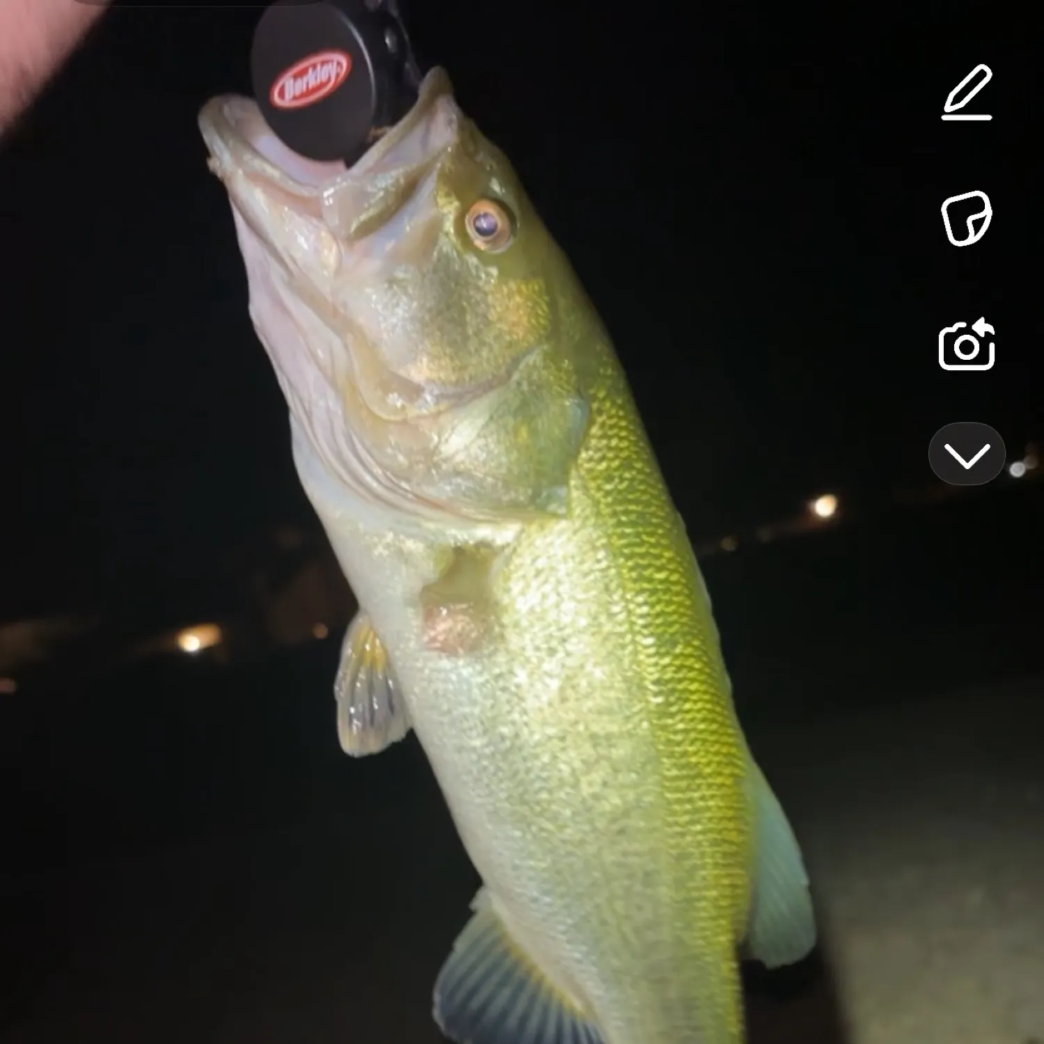 recently logged catches