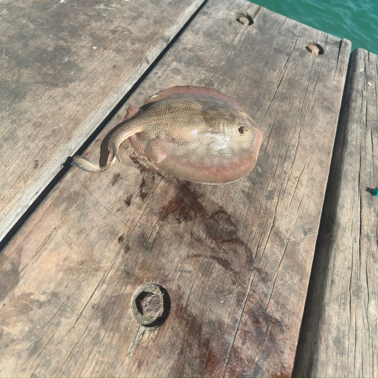 Haller's round ray caught on Fishbrain
