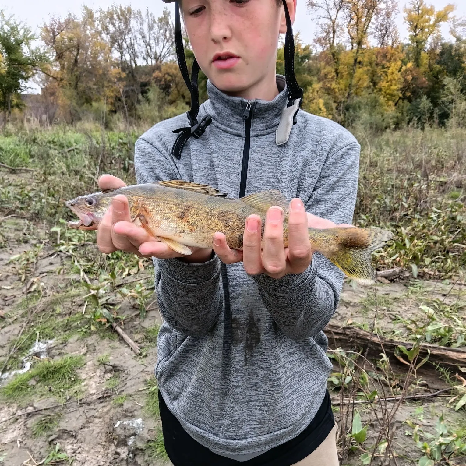 Walleye caught on Fishbrain