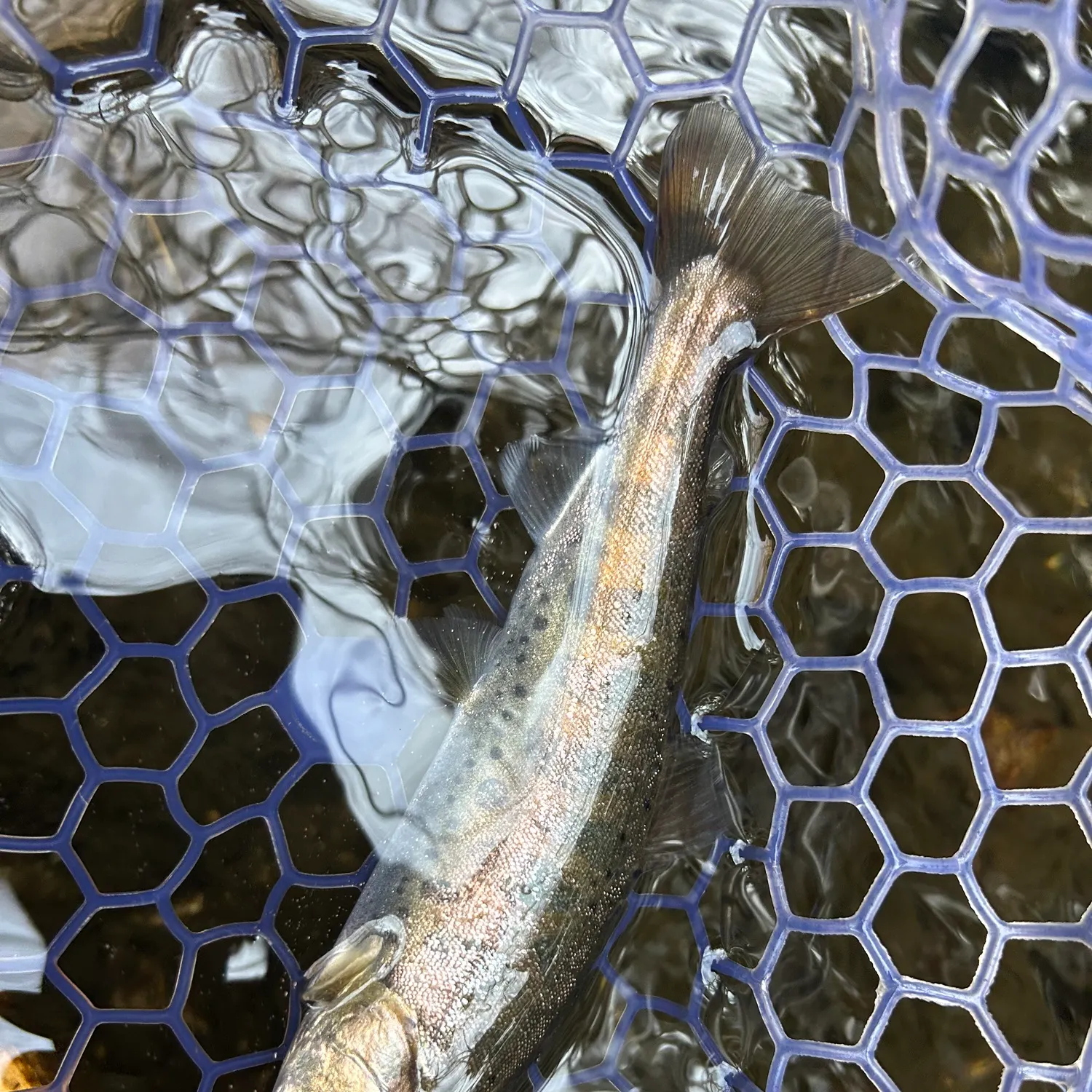 The most recent Cherry salmon catches on Fishbrain