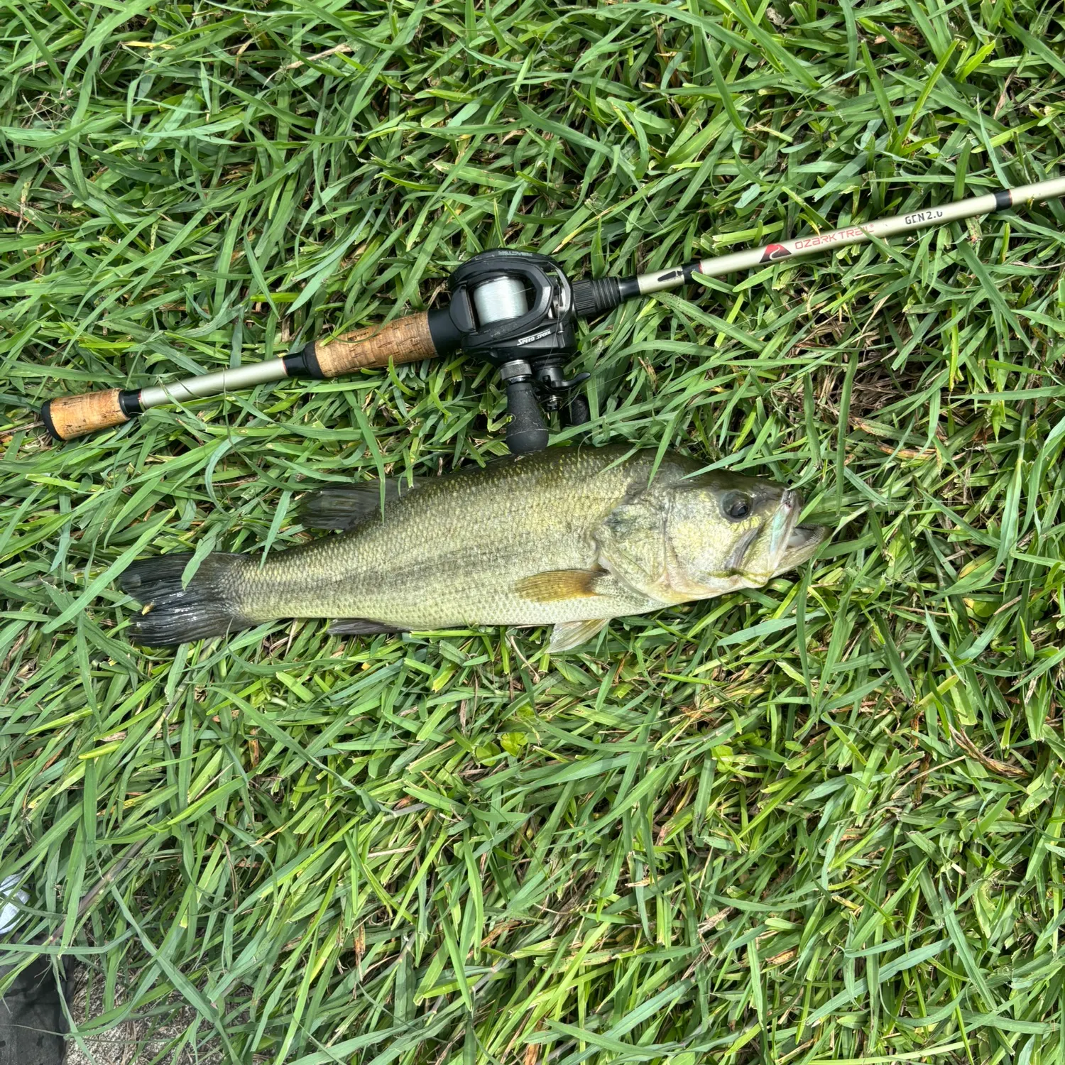 Largemouth bass caught on Fishbrain