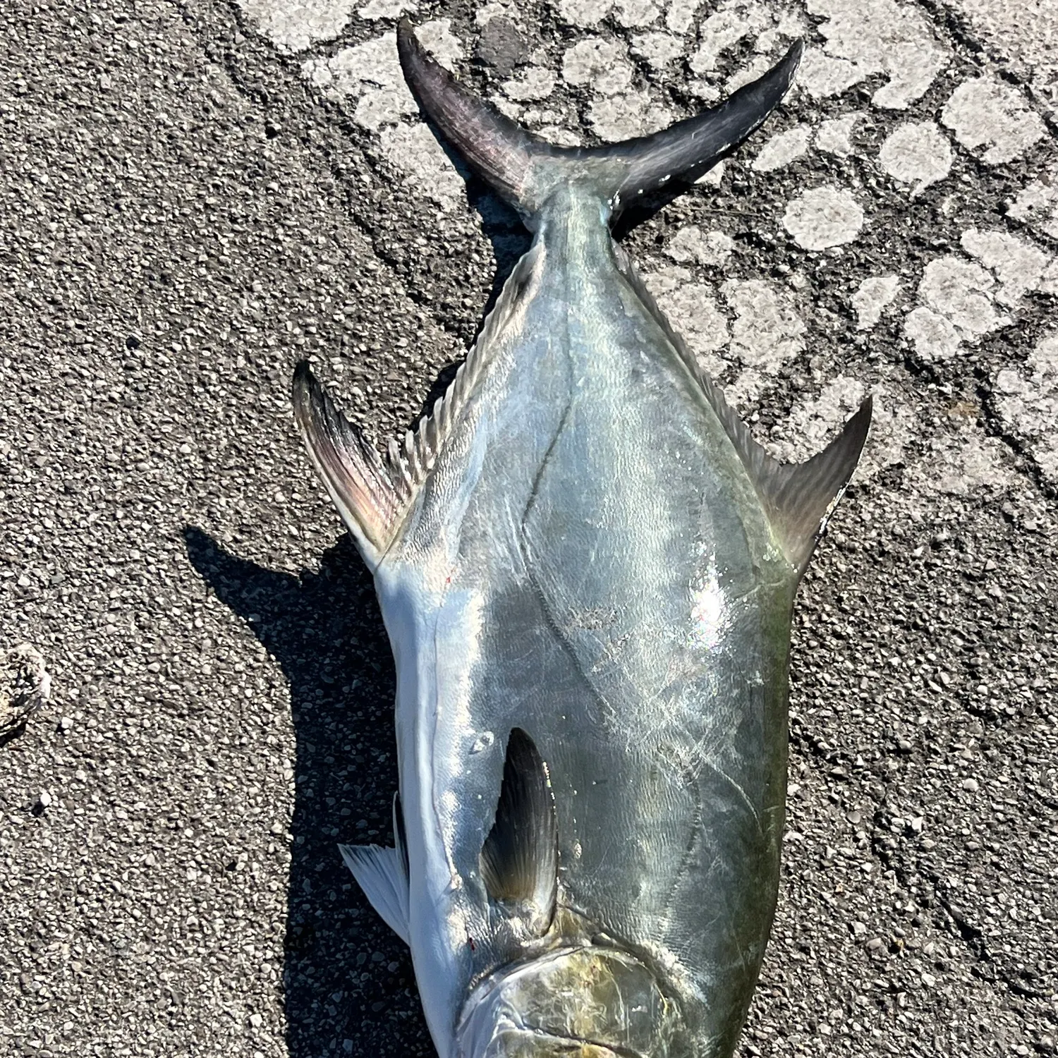 The most recent Leerfish catches on Fishbrain