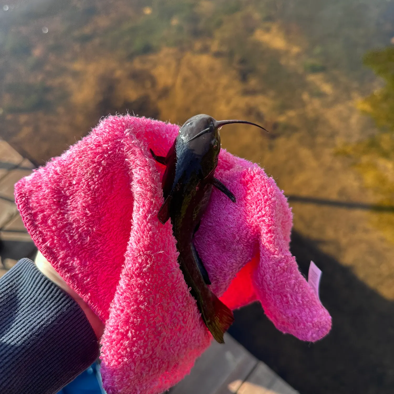 catch
