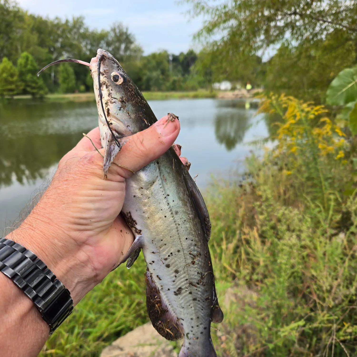 Channel catfish caught on Fishbrain