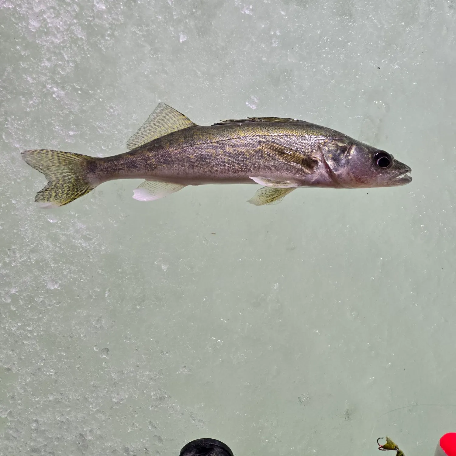 Walleye caught on Fishbrain