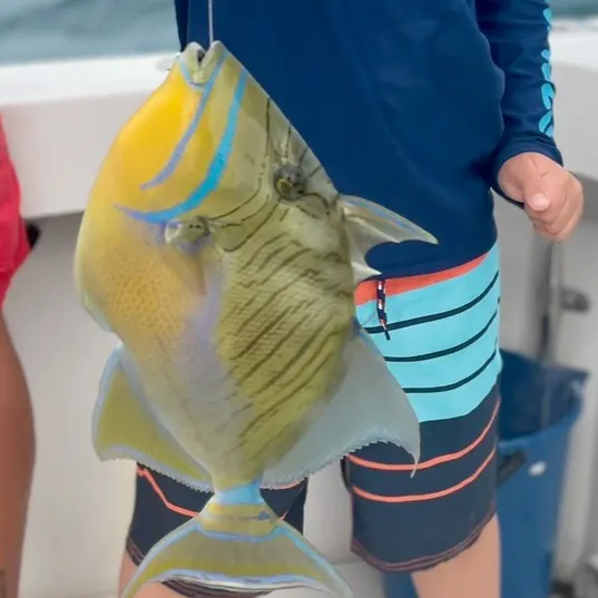 The most recent Queen triggerfish catches on Fishbrain