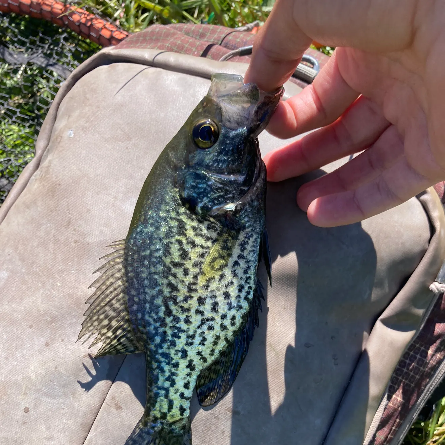 catch