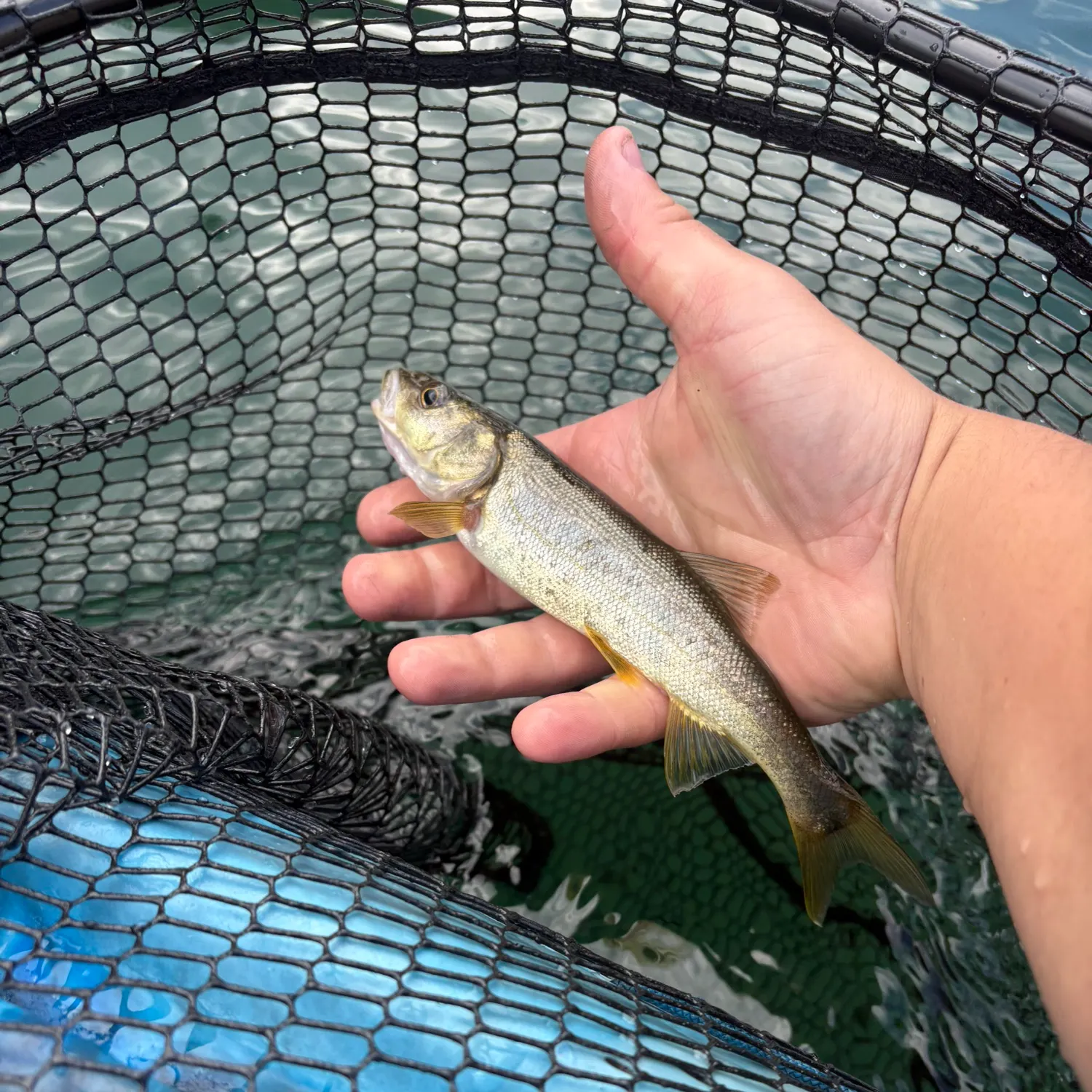 Peamouth caught on Fishbrain