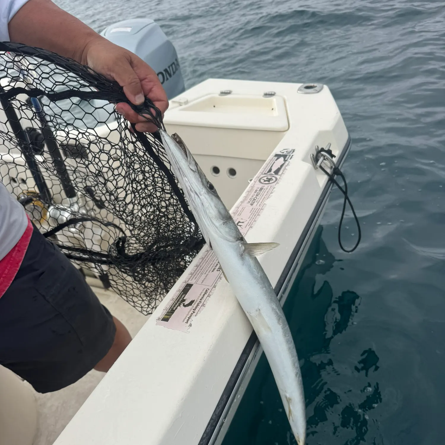 Pacific barracuda caught on Fishbrain