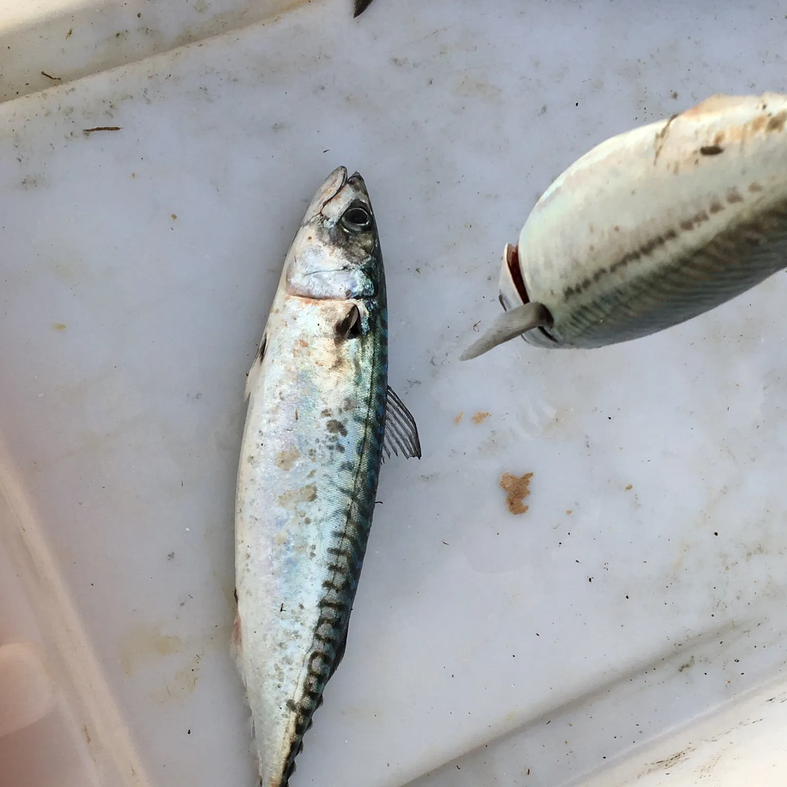 The most recent Atlantic mackerel catches on Fishbrain