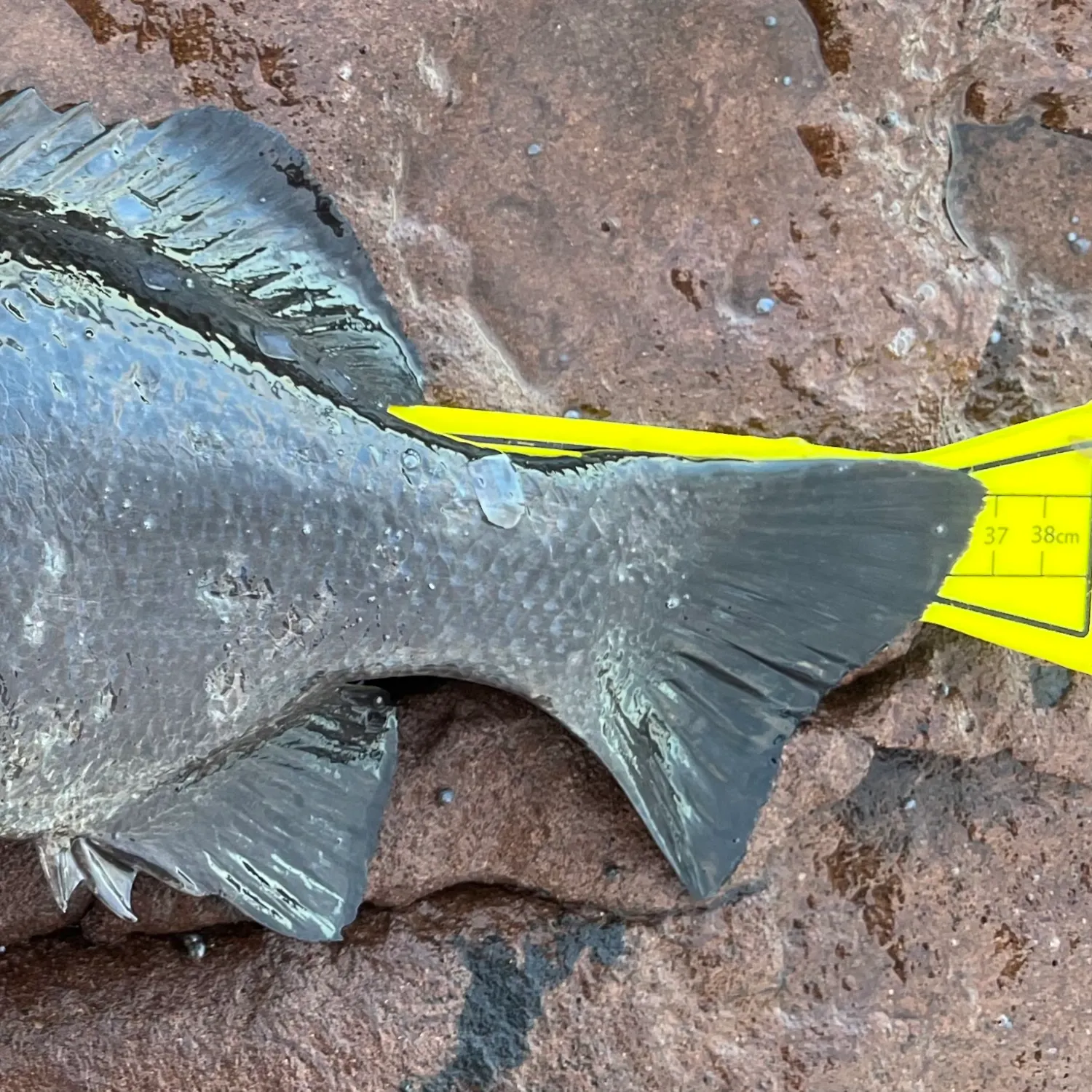 The most recent Black drummer catches on Fishbrain