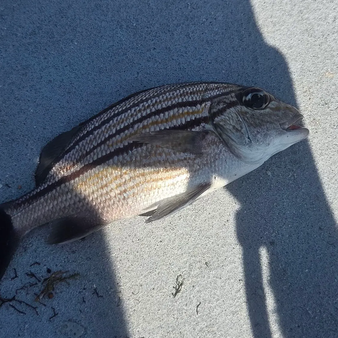 The most recent Sailor's choice grunt catches on Fishbrain