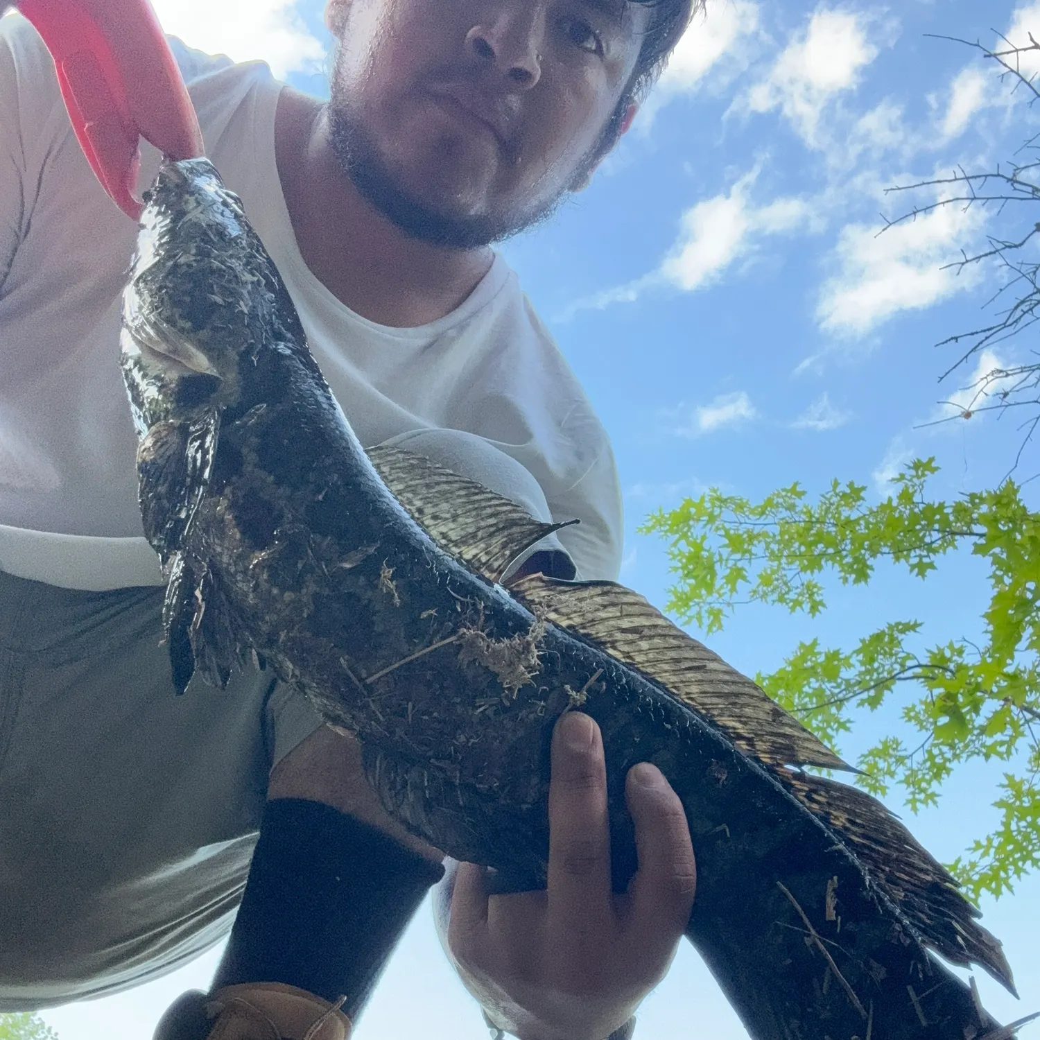 The most recent Northern snakehead catches on Fishbrain