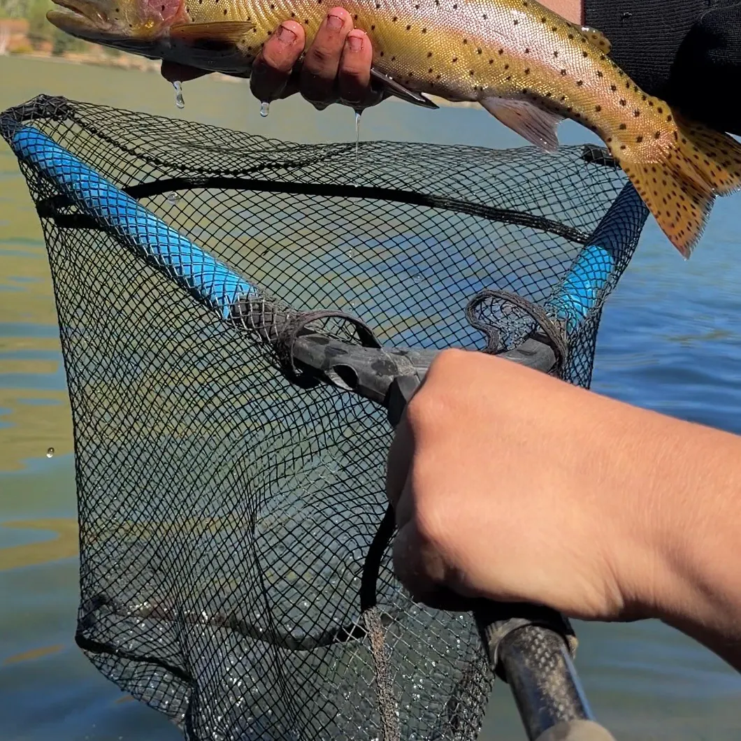 Lahontan cutthroat trout caught on Fishbrain