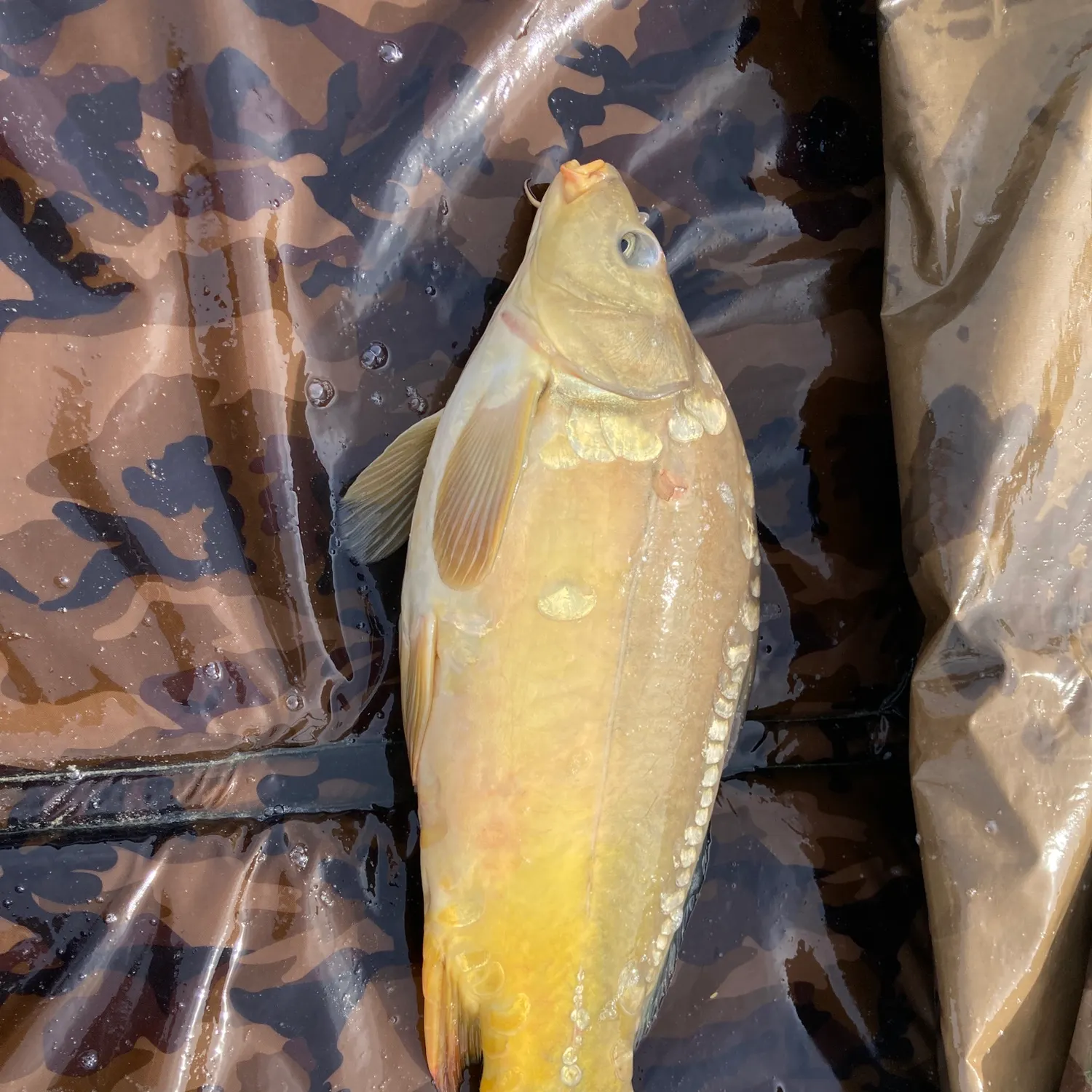 Leather carp caught on Fishbrain