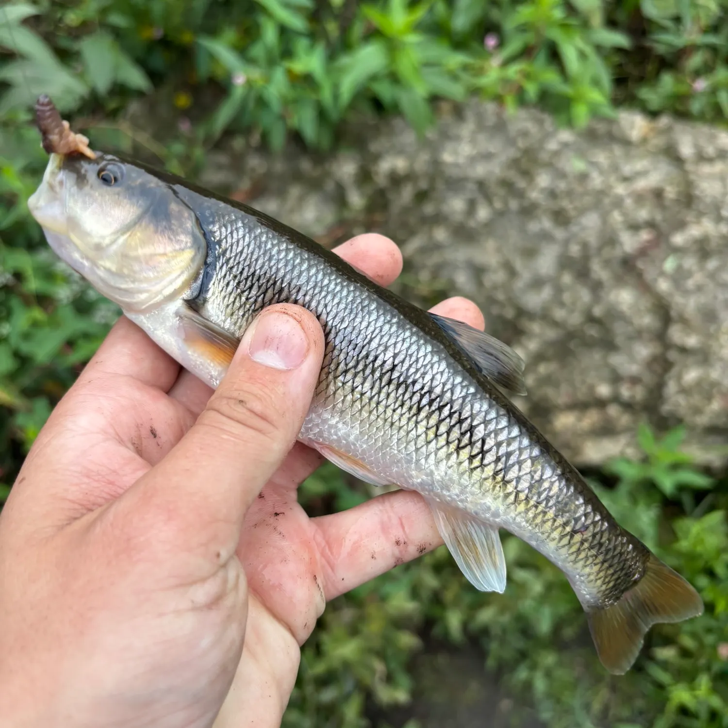 Creek chub caught on Fishbrain