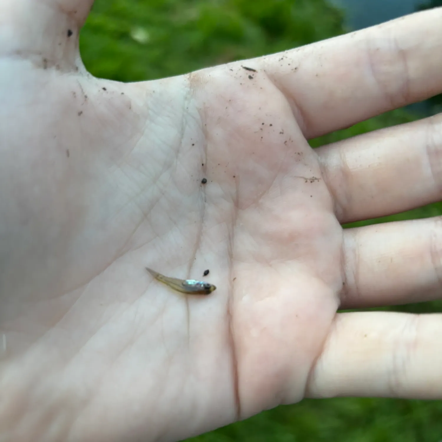 The most recent Seminole killifish catches on Fishbrain