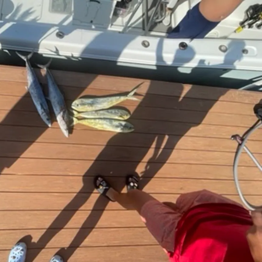 The most recent Common dolphinfish catches on Fishbrain