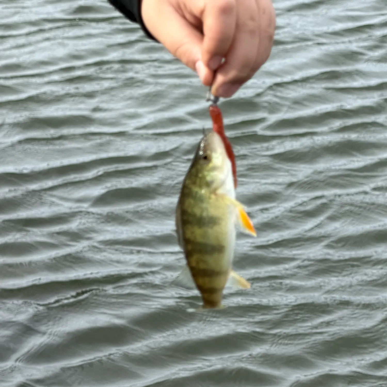 Yellow perch caught on Fishbrain