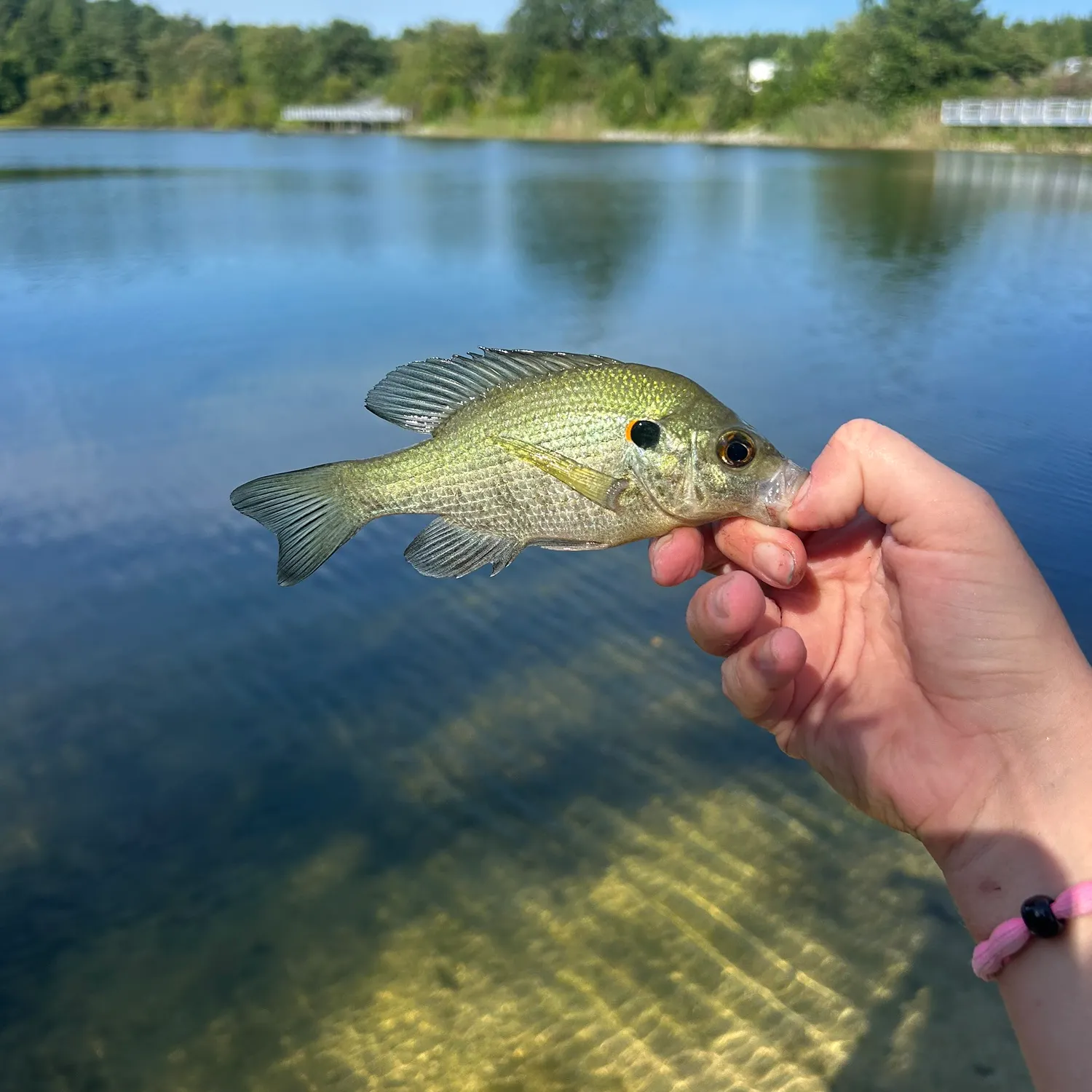 Redear sunfish caught on Fishbrain