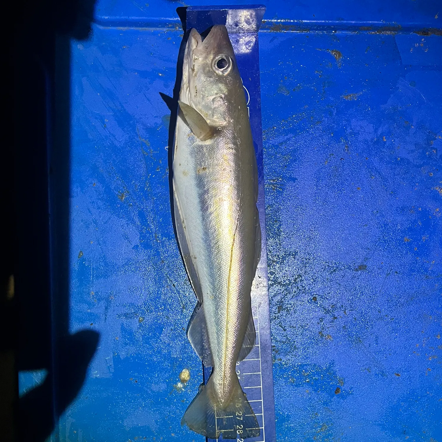 The most recent Whiting catches on Fishbrain