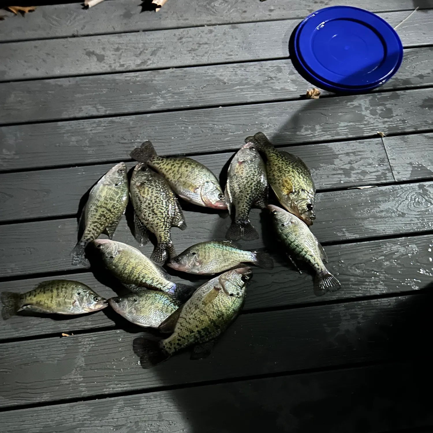 recently logged catches