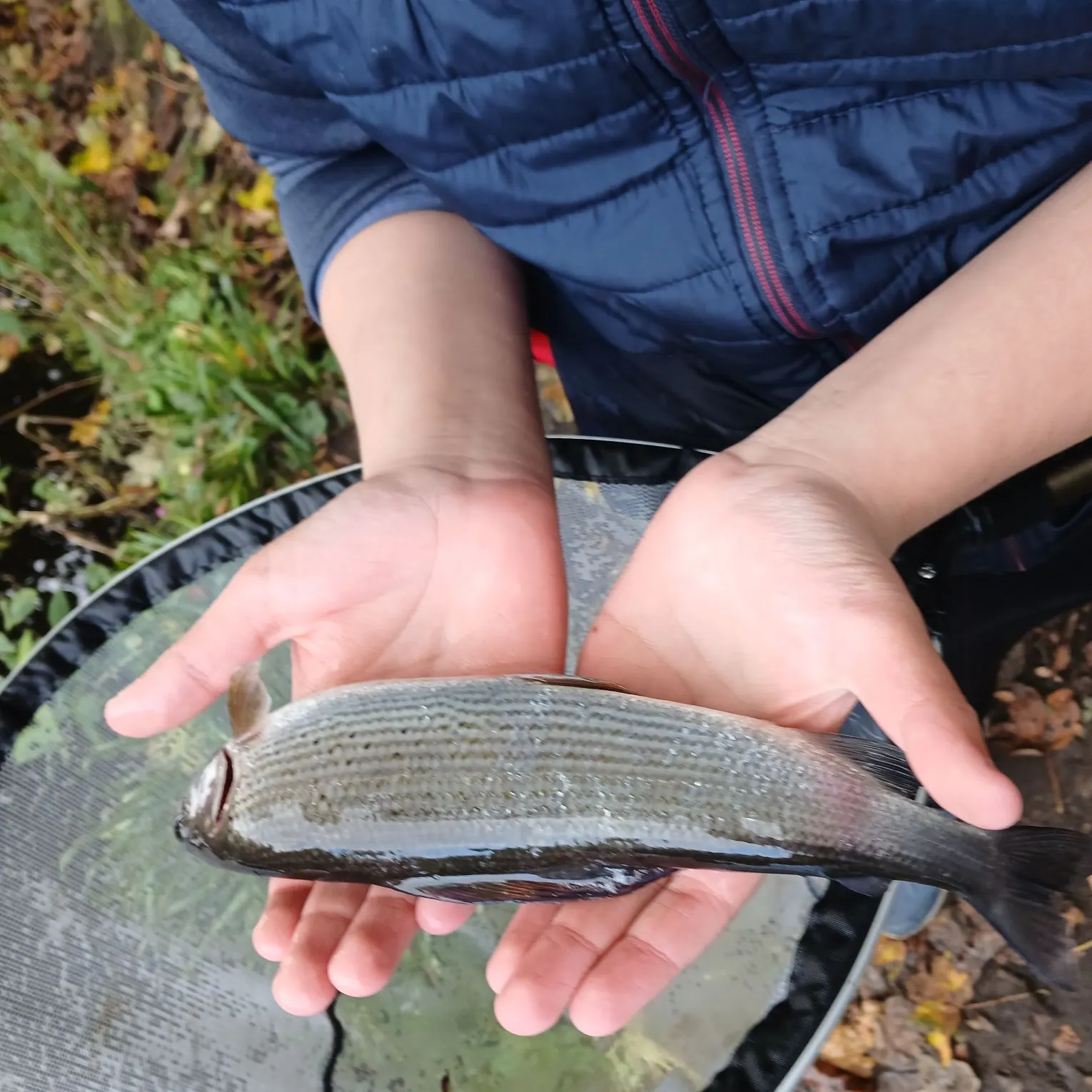 The most recent European grayling catches on Fishbrain