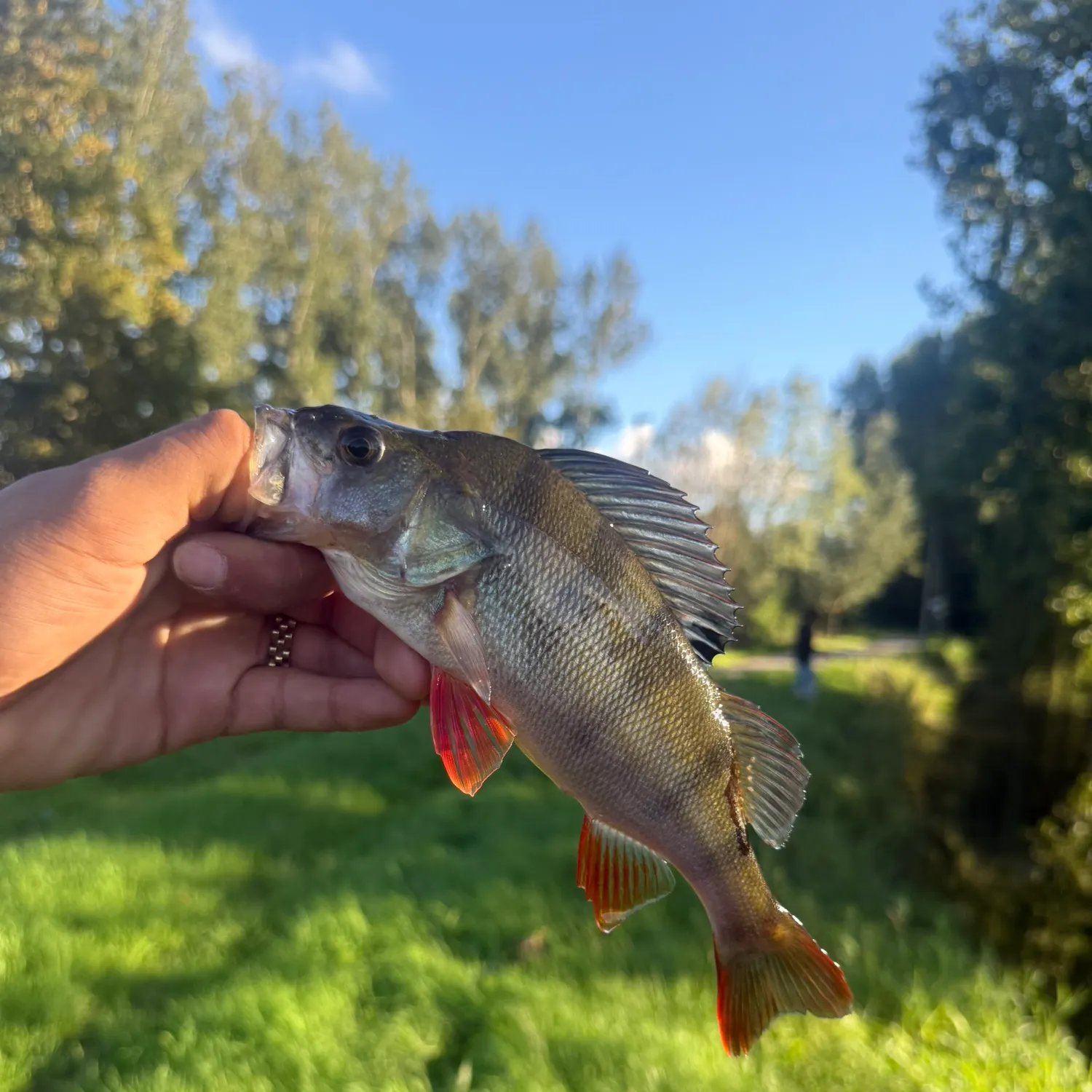 European perch caught on Fishbrain