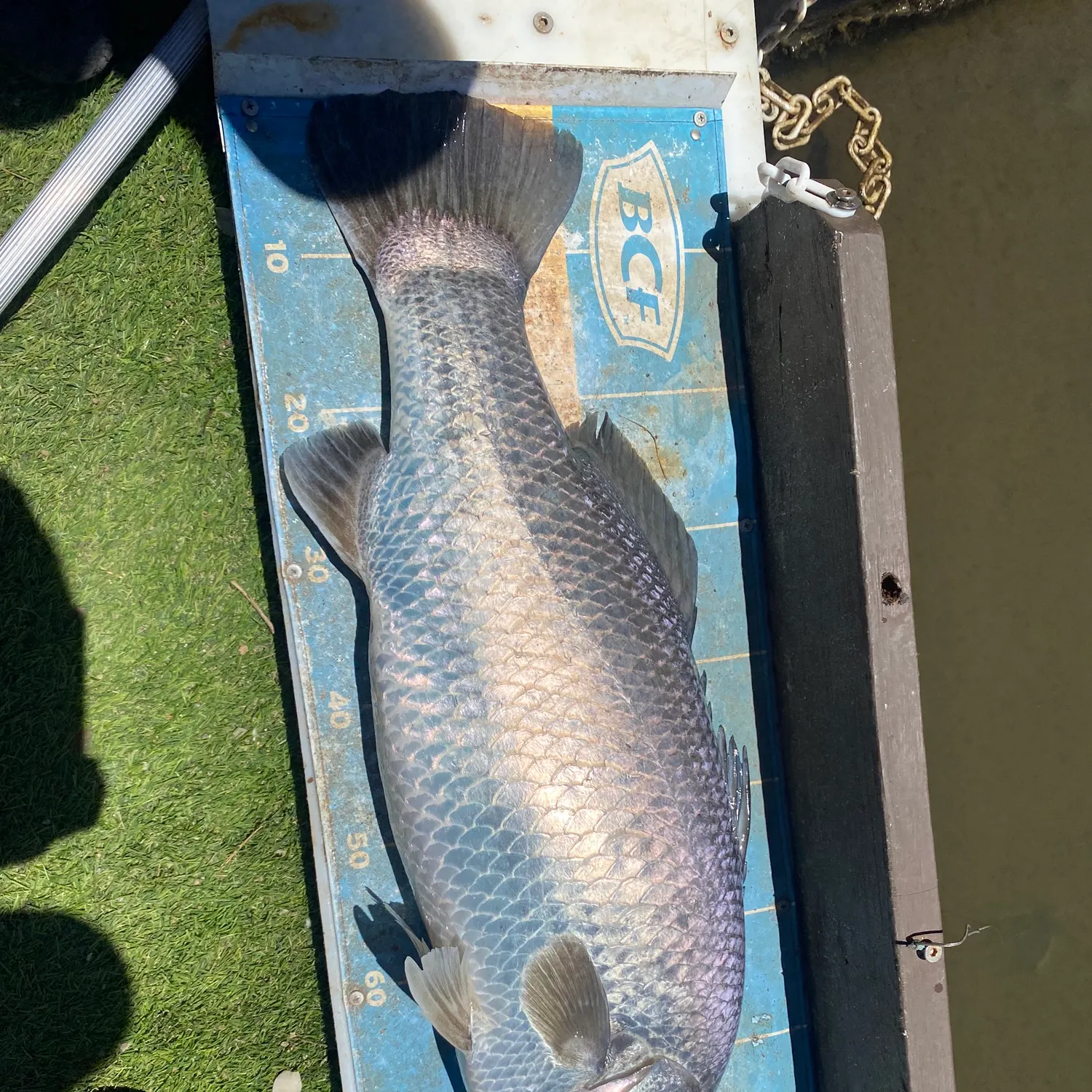 The most recent Barramundi catches on Fishbrain