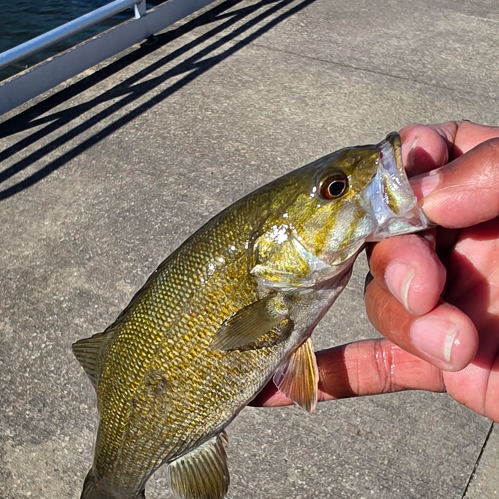 Smallmouth bass caught on Fishbrain