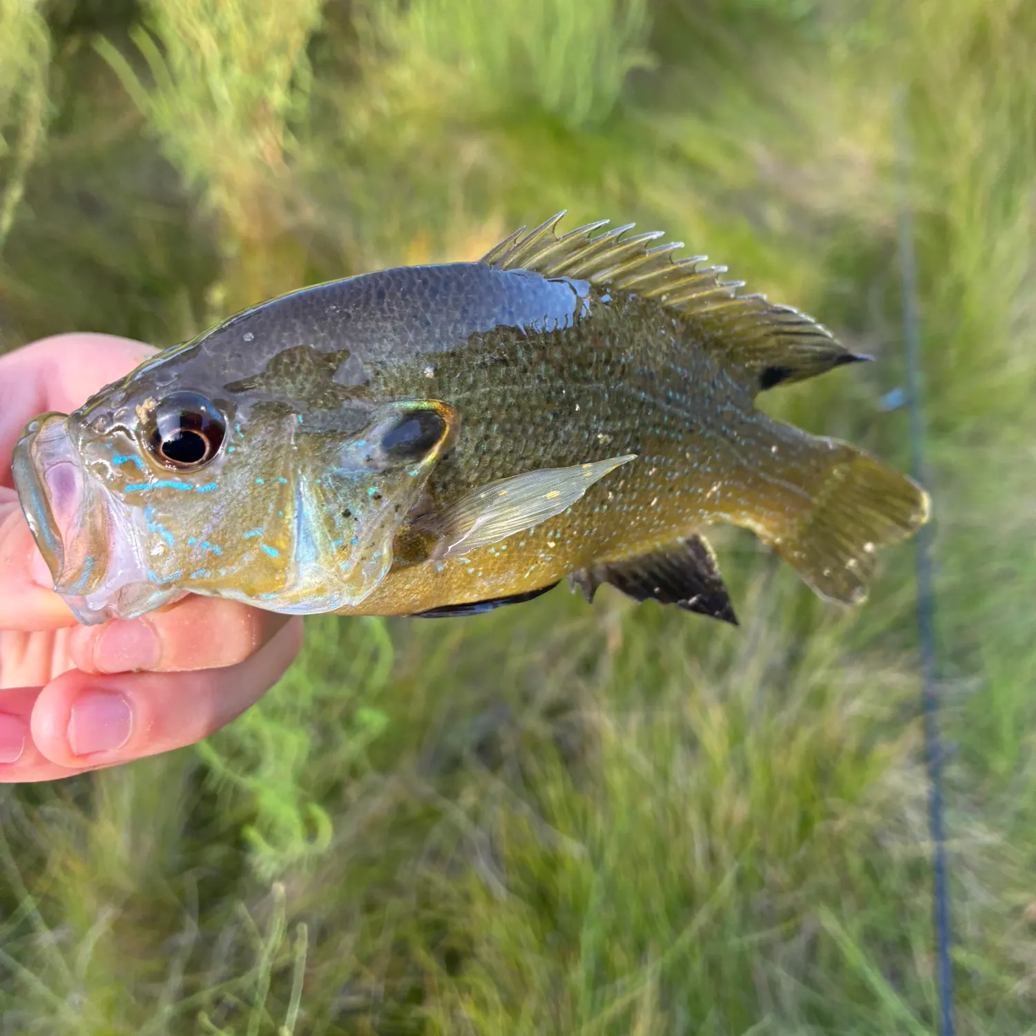 Green sunfish caught on Fishbrain