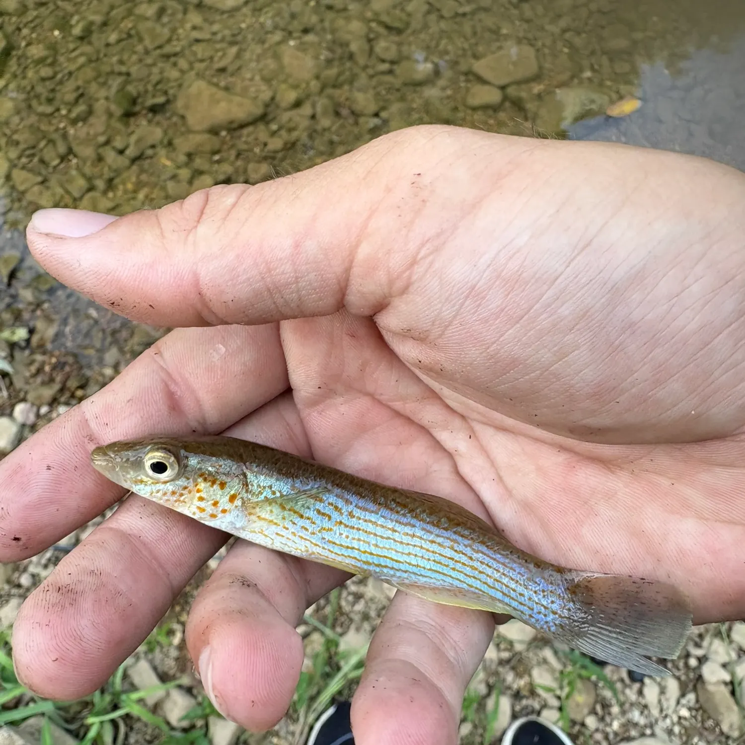 The most recent Disjunct studfish catches on Fishbrain