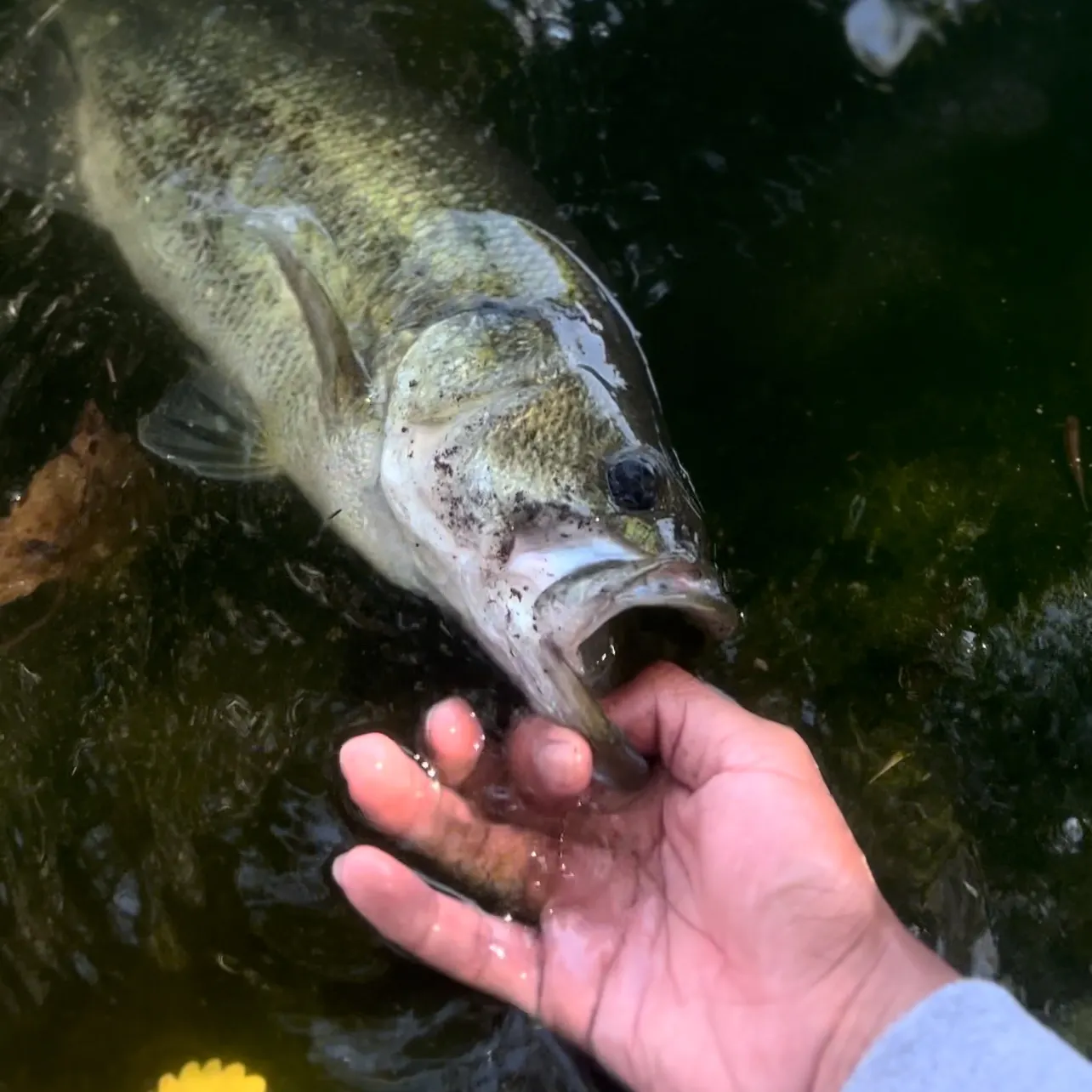 Largemouth bass caught on Fishbrain