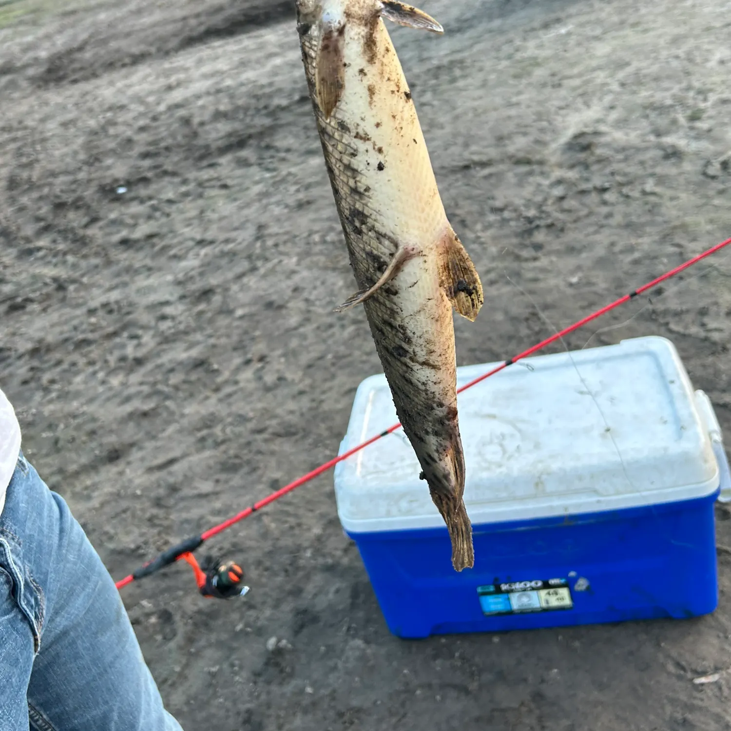 The most recent Longnose gar catches on Fishbrain