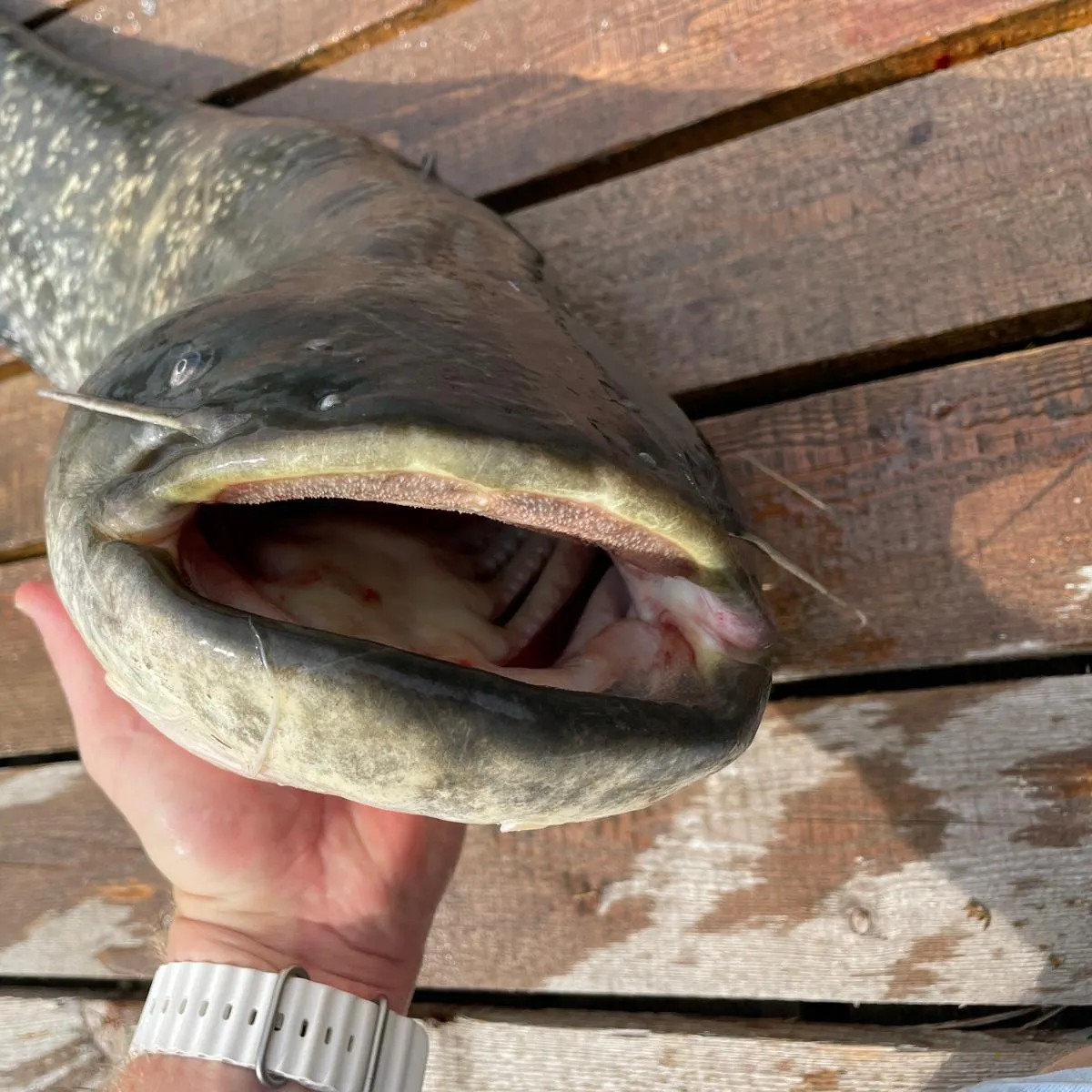 The most recent Wels catfish catches on Fishbrain