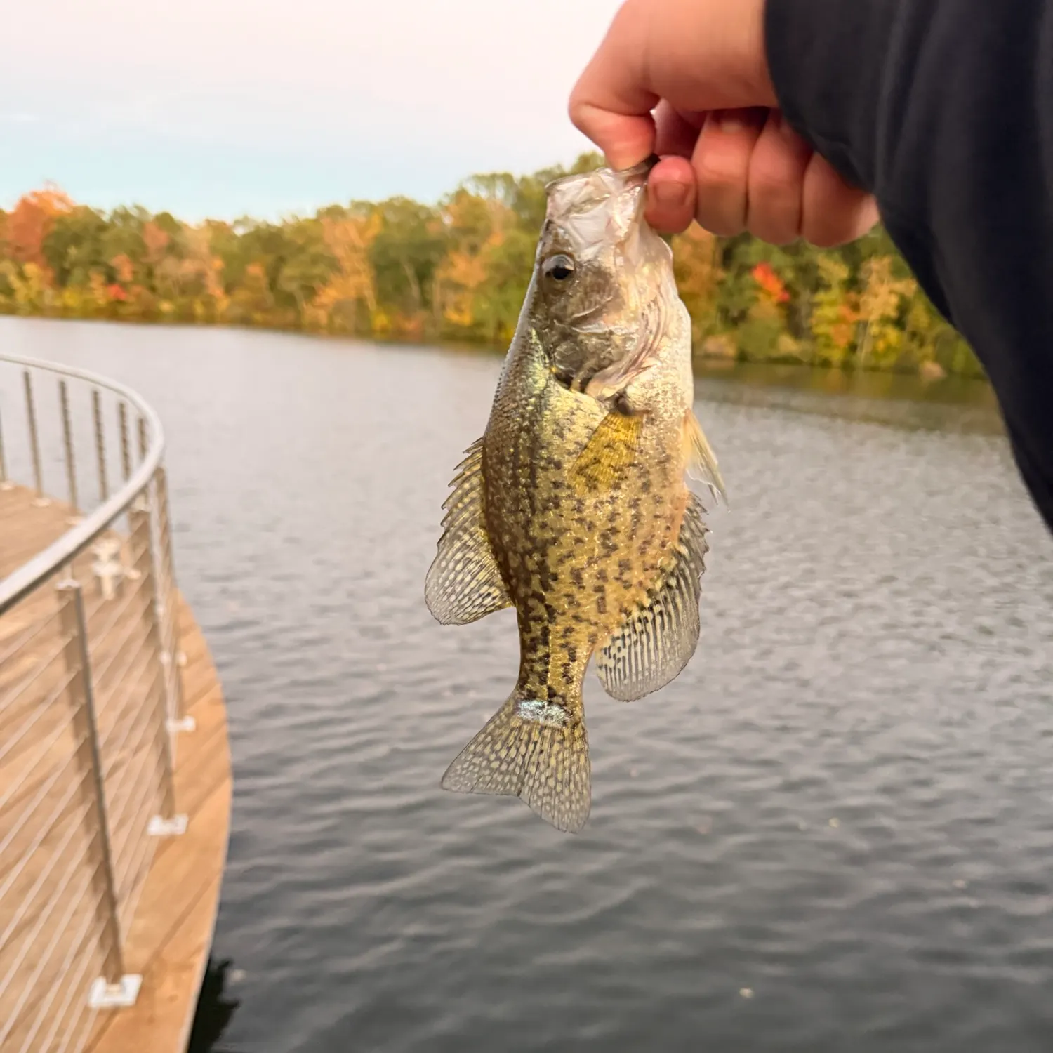 Black crappie caught on Fishbrain