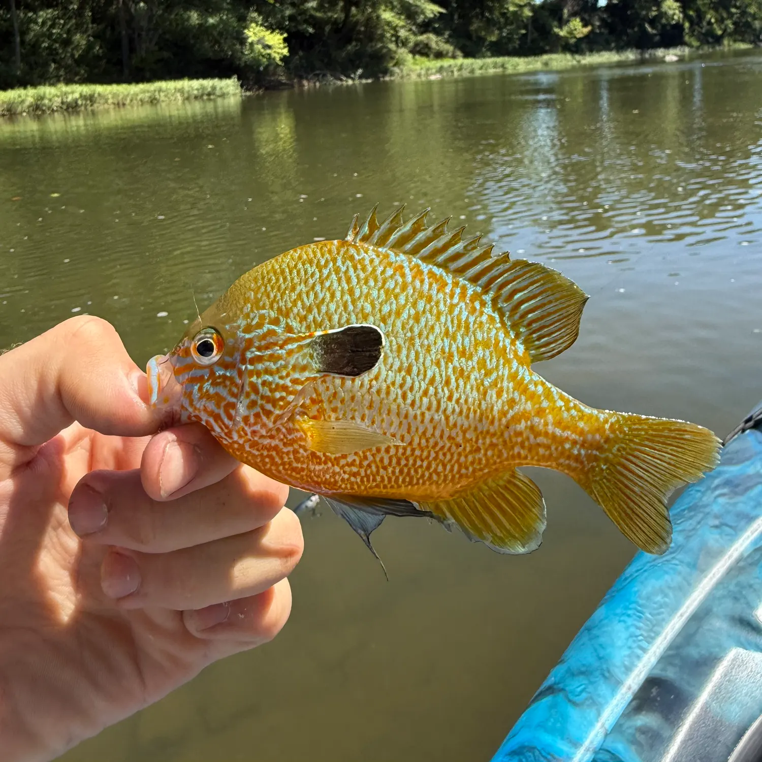 Orangespotted sunfish caught on Fishbrain