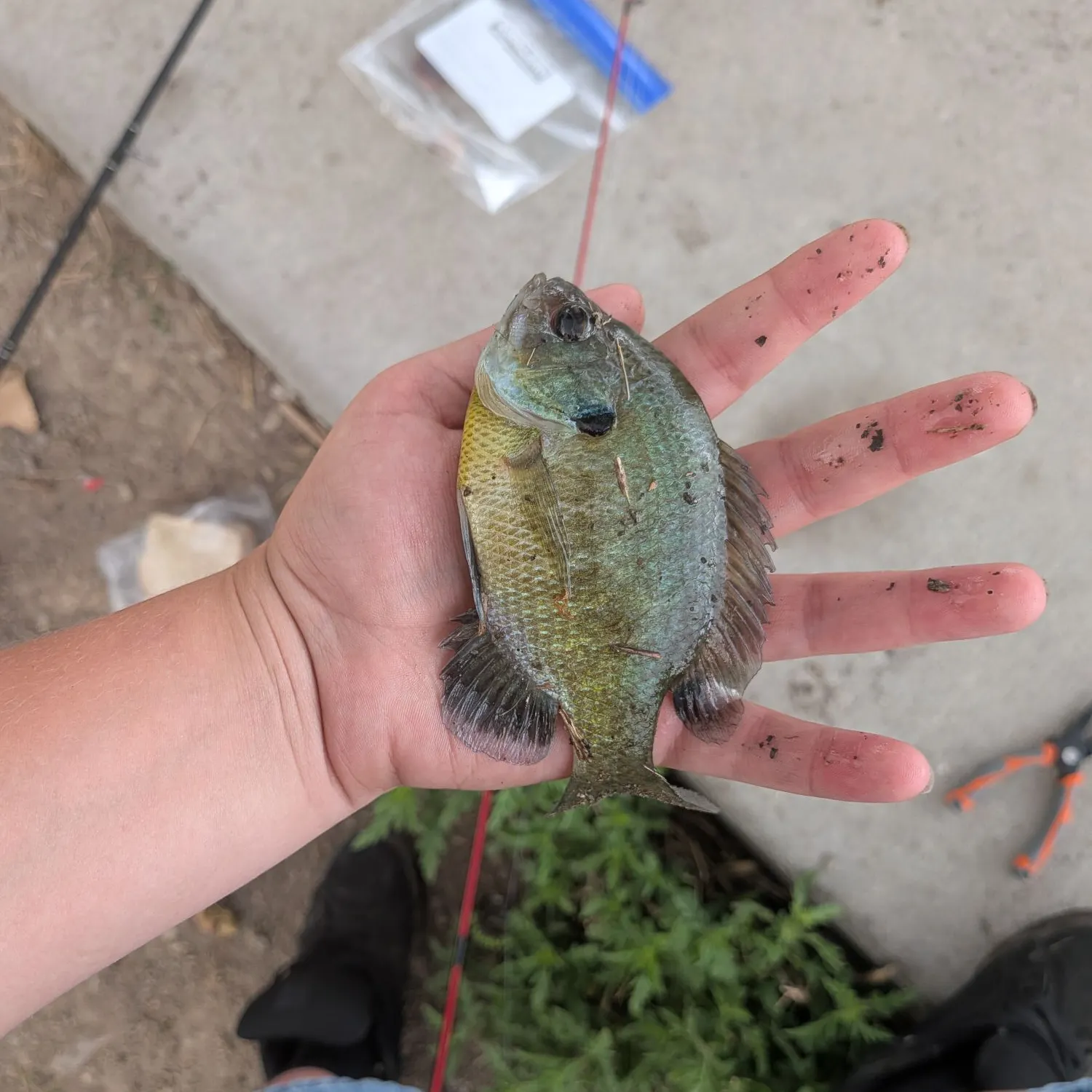 Bluegill caught on Fishbrain
